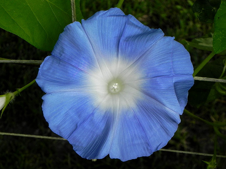 DSCN6699
