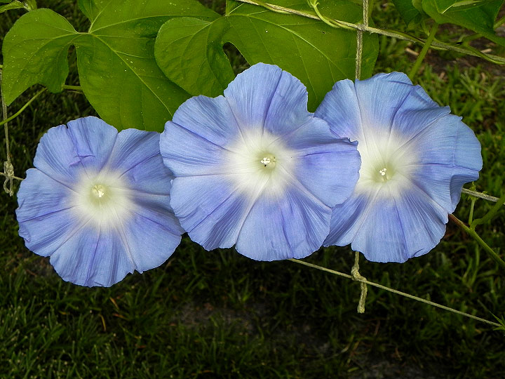 DSCN6700