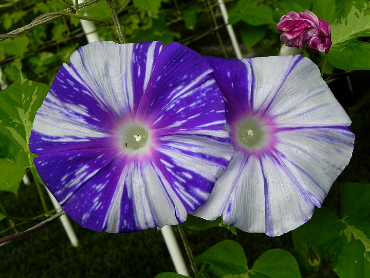 DSCN6703