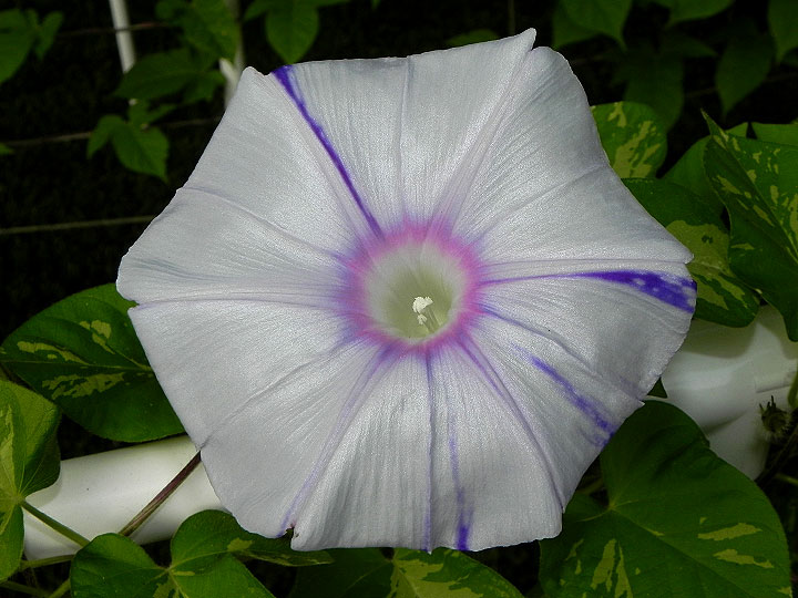 DSCN6704