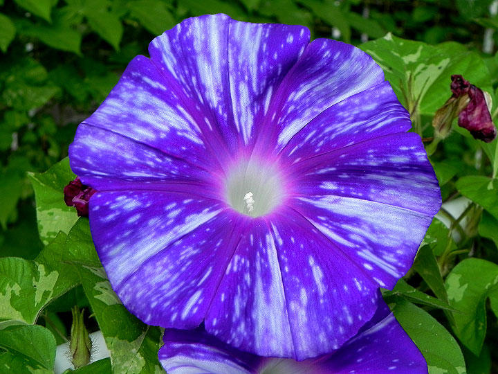 DSCN6705