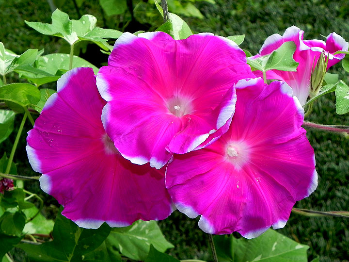 DSCN6707