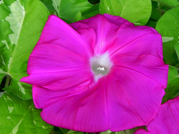 DSCN6710