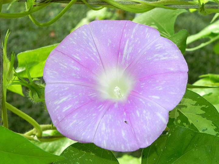 DSCN6724