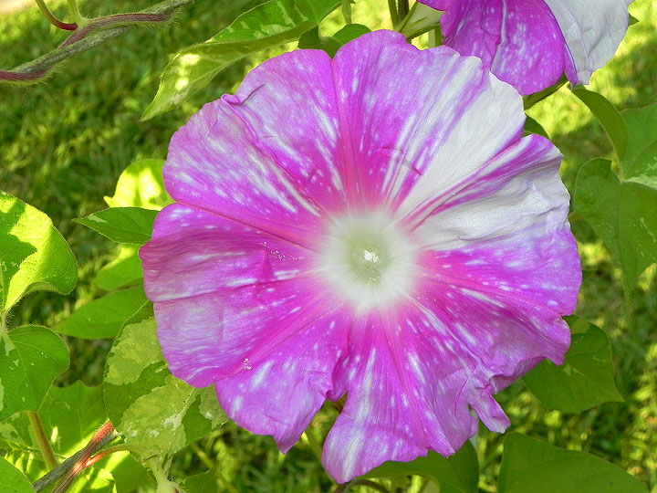 DSCN6755