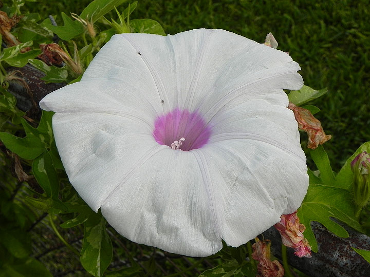 DSCN6840