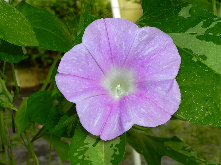 DSCN6908