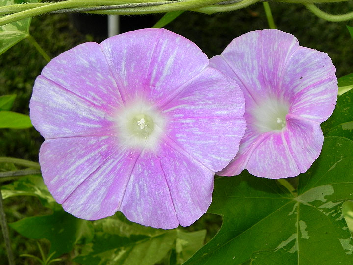 DSCN6910