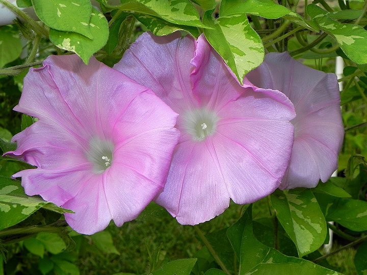 DSCN6928