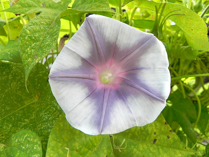 DSCN6943