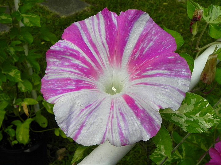 DSCN6964