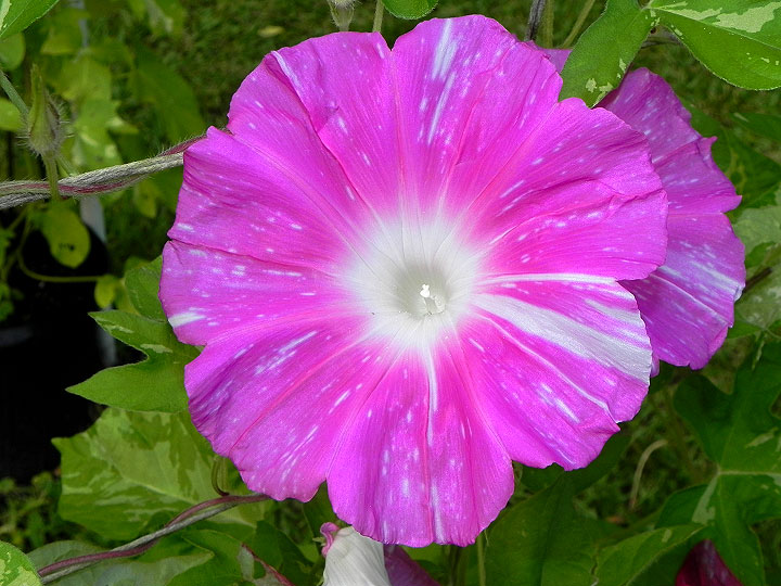 DSCN6965