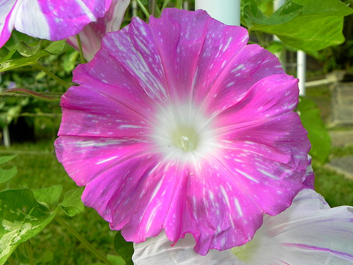 DSCN6968