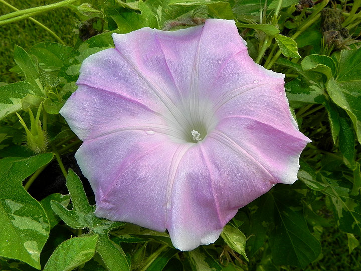 DSCN7080
