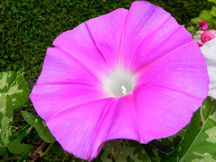 DSCN7088