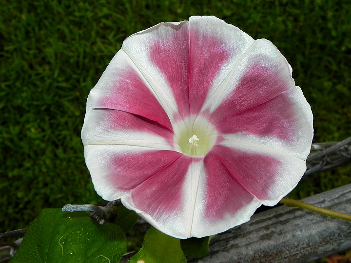 DSCN7108