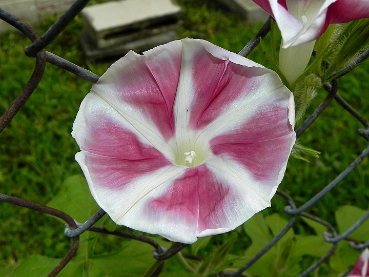 DSCN7109