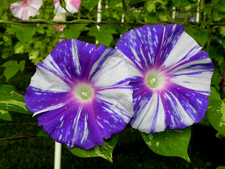 DSCN7127
