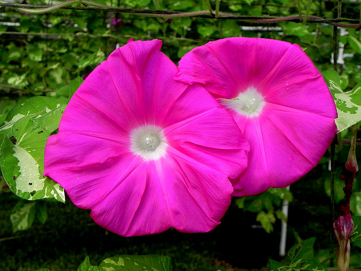 DSCN7136