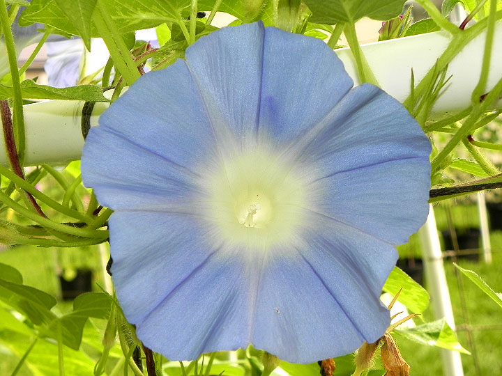 DSCN7138