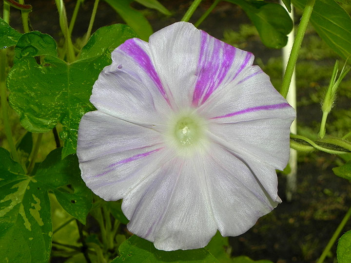 DSCN7148