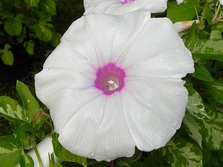 DSCN7178