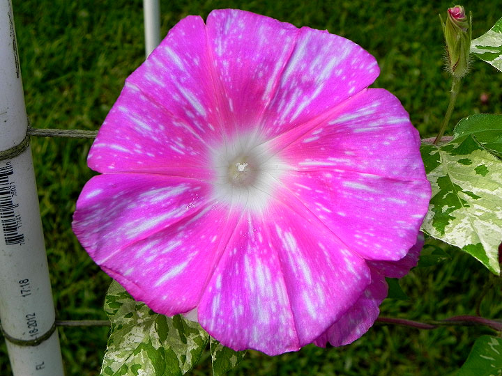 DSCN7180