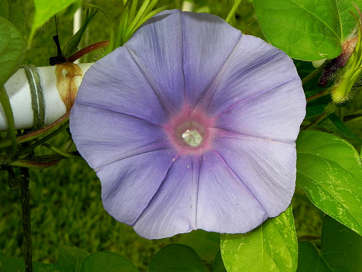 DSCN7185