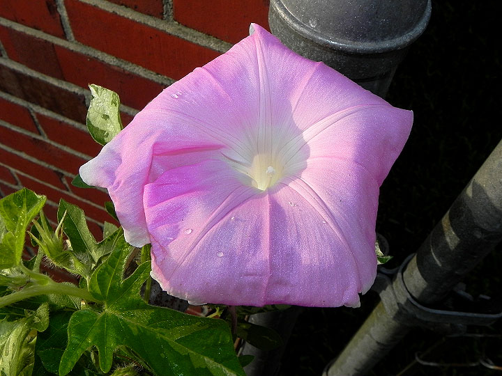 DSCN7226