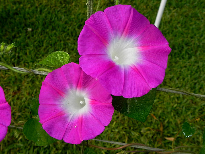DSCN7246