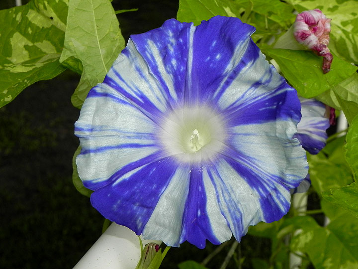 DSCN7307