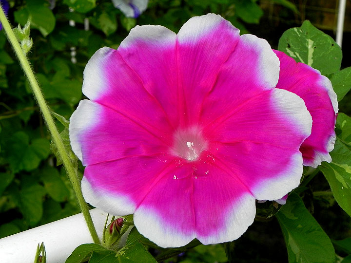 DSCN7326