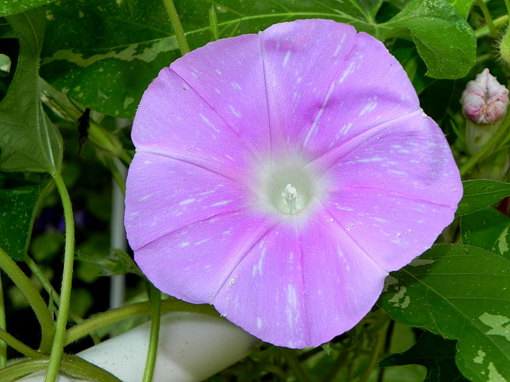 DSCN7342