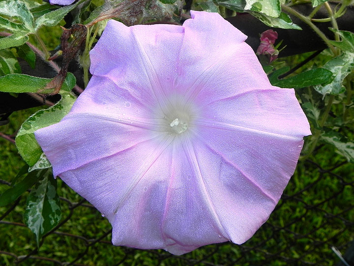 DSCN7466