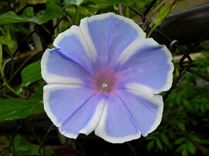 DSCN7523