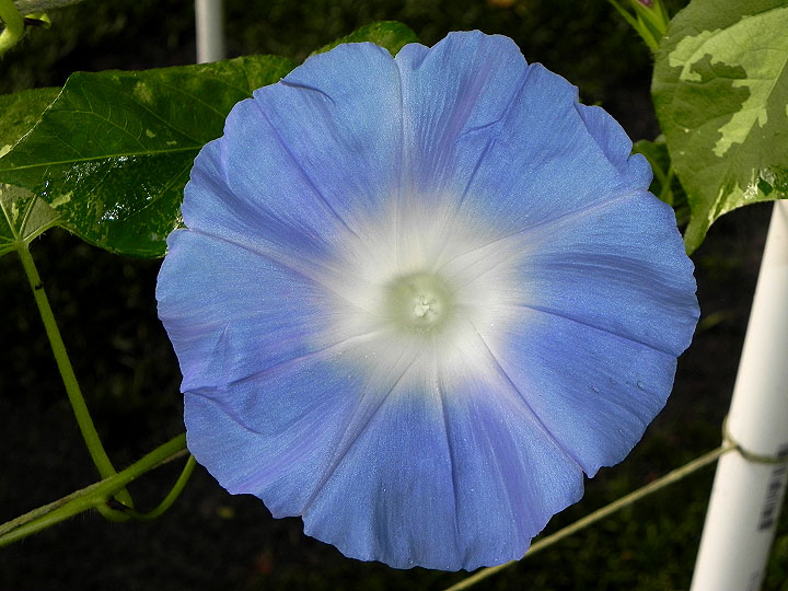 DSCN7532