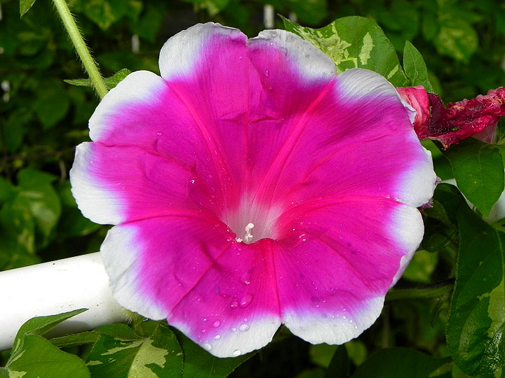 DSCN7539