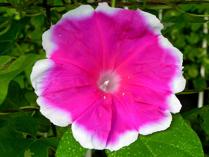 DSCN7541