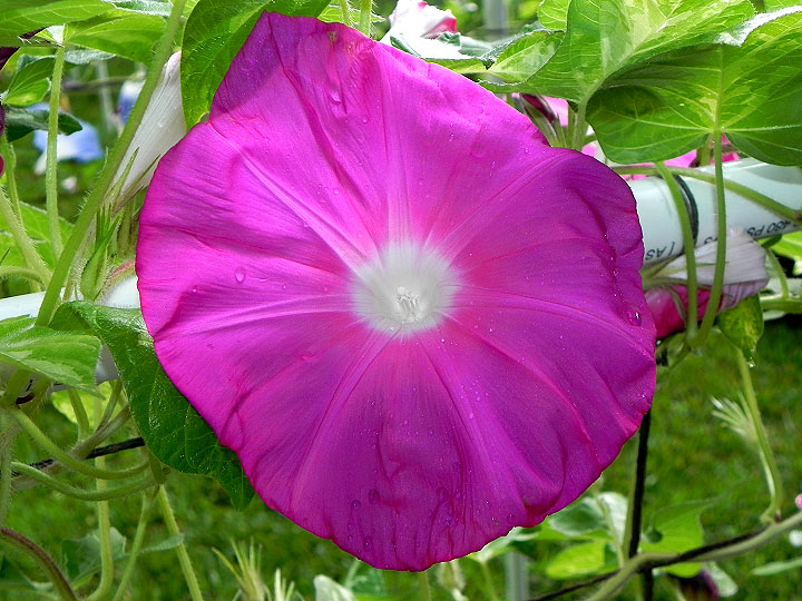 DSCN7542