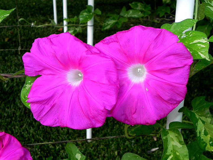 DSCN7543
