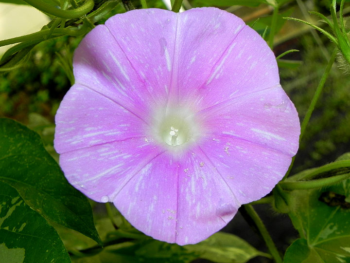 DSCN7552