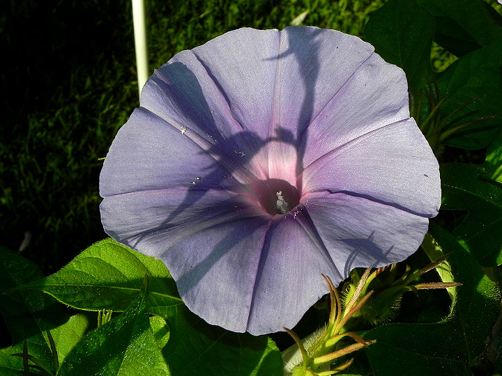DSCN7571