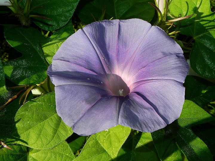 DSCN7572