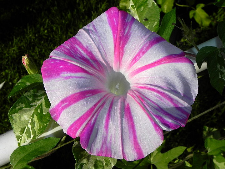 DSCN7573