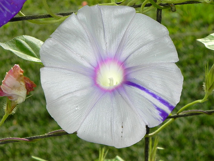 DSCN7687