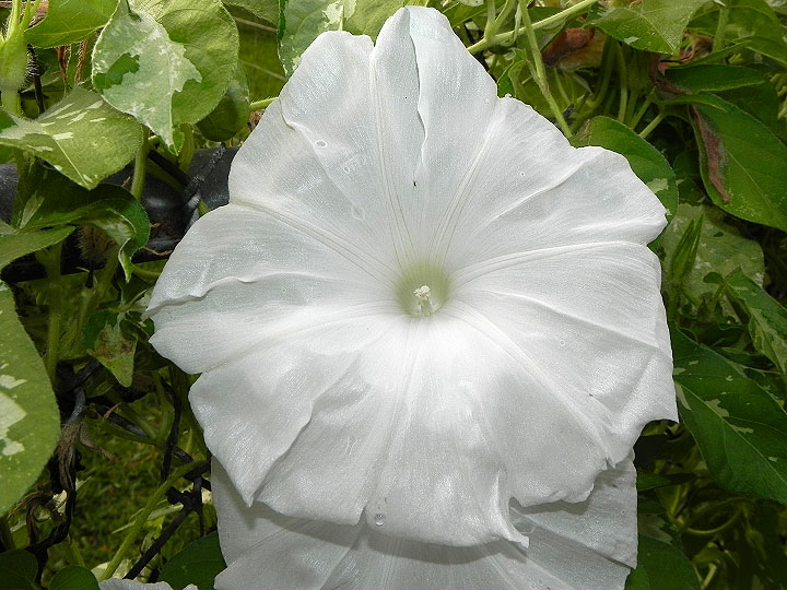 DSCN7748