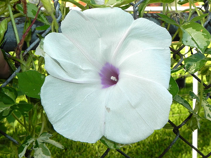 DSCN7883