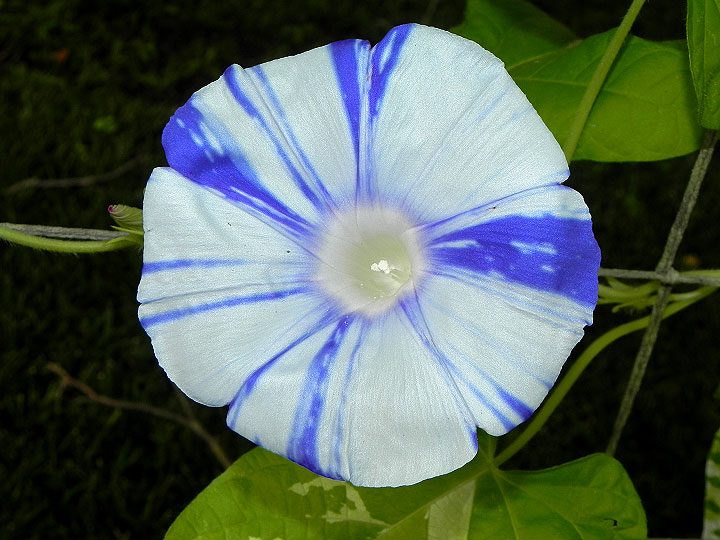 DSCN7948