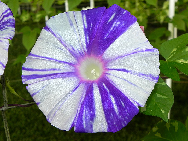 DSCN7955