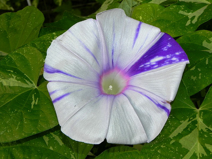 DSCN7956